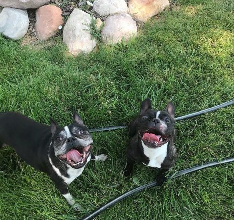 Dakota Sanchez dogs: Stitch the 5 year old Bulldog on the left with Rosie the seven year old blind Boston Terrior on the right