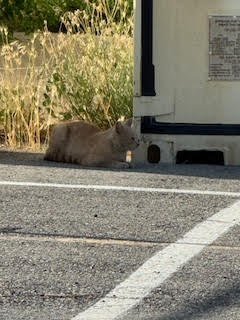 Teachers feed cats on GHS campus